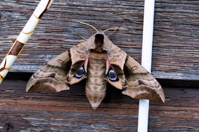 moth-2432376_1280